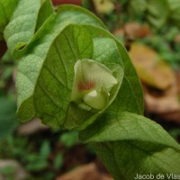 Flemingia strobilifera (L.) W.T.Aiton